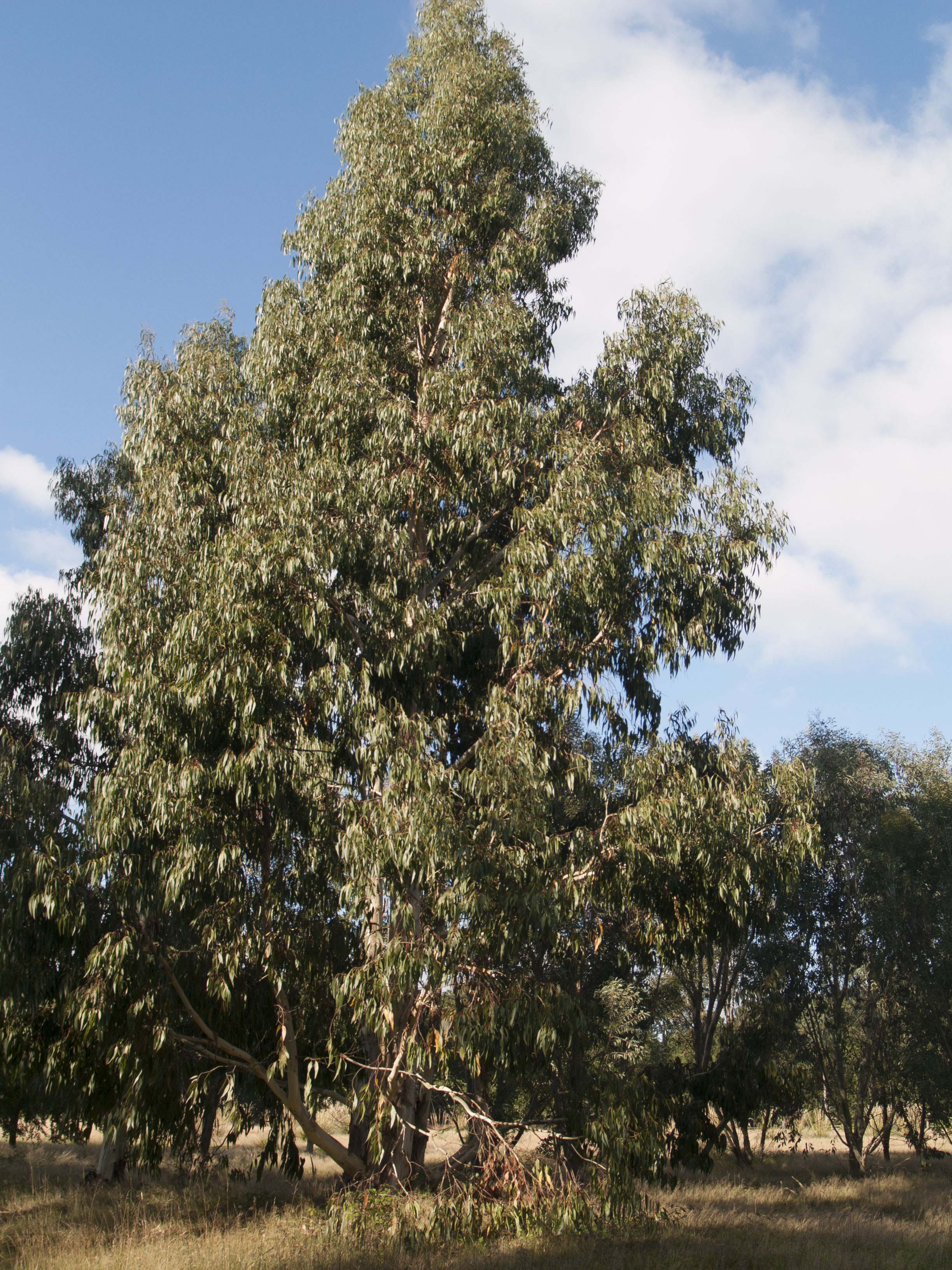 Eucalyptus dalrympleyana